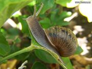 Escargot