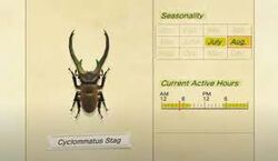 Cerf cyclommatus
