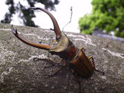 Cerf cyclommatus