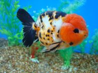 Poisson rouge Ranchu