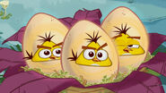 Sons de ovo