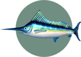 Marlin bleu