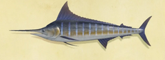 Marlin bleu