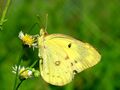 Papillon jaune