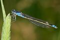 damsel dragonfly