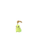 Chikorita