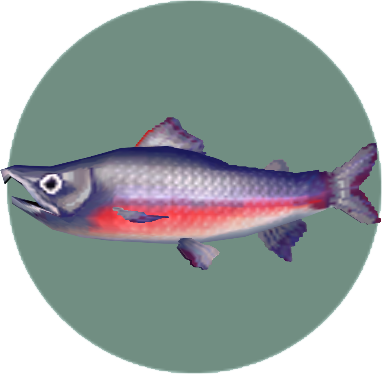 Peixe comum