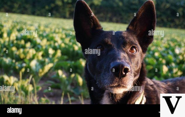 Orelhas de cachorro preto