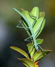 Bâton de marche