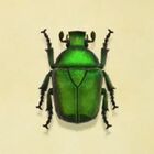 Escarabajo zángano