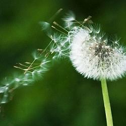 Puff de diente de león