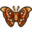 Papillon de l'Atlas