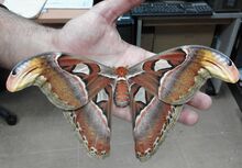 Papillon de l'Atlas