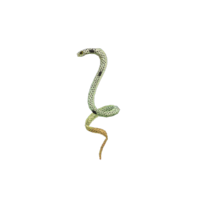 Anguila de jardín manchada