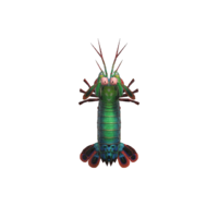 camarón mantis