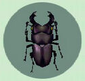 Great Beetle