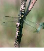 Libélula cauda de pétala