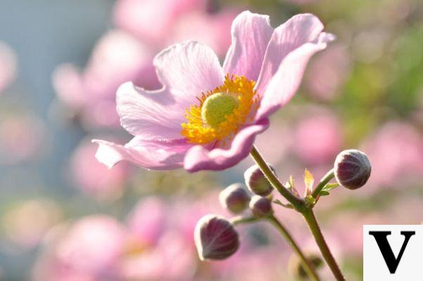 Baguette Windflower