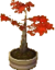 Conjunto de bonsai