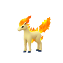 ponyta