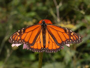 Papillon monarque