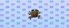 Crabe mitaine