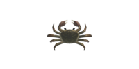 Crabe mitaine