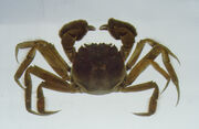 Crabe mitaine