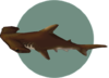 Requin-marteau