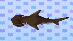 Requin-marteau