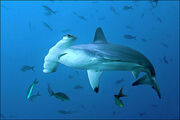 Requin-marteau