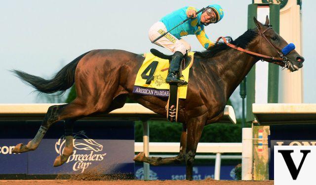 Cavalo americano Faraó, o Cavalo Campeão