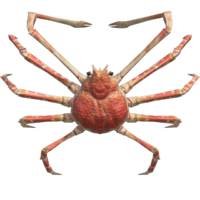 Crabe araignée