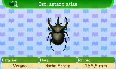 Atlas Horned Beetle