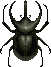 Atlas Horned Beetle