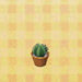 ensemble de cactus