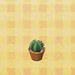 Conjunto de cactus