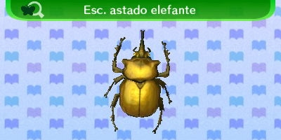 Elephant Horned Beetle