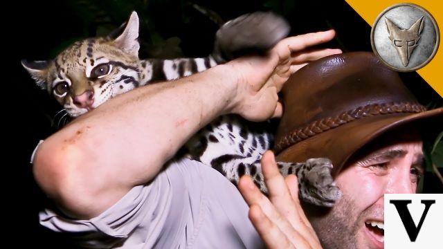 Ataque Ocelote