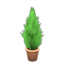Planta de ciprés