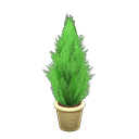 Planta cipreste