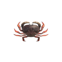 Crabe dormeur