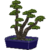 Conjunto de bonsai de pino