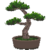 Conjunto de bonsai de pino