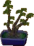 Conjunto de pinheiro bonsai