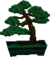 Conjunto de pinheiro bonsai