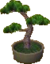 Conjunto de bonsai de pino
