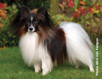 Canada Noeud Papillon