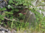 Caterpie