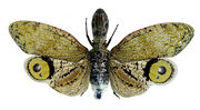 Mosca lanterna